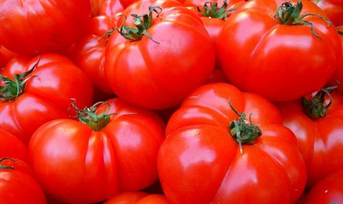 トマトの保存期間が20倍伸びる！冷凍湯剥ぎ保存方法